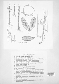 Blumeria graminis image